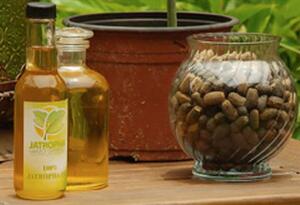 Jatropha Oil for Biodiesel