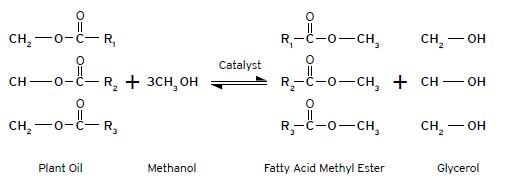 Production of Methyl Ester