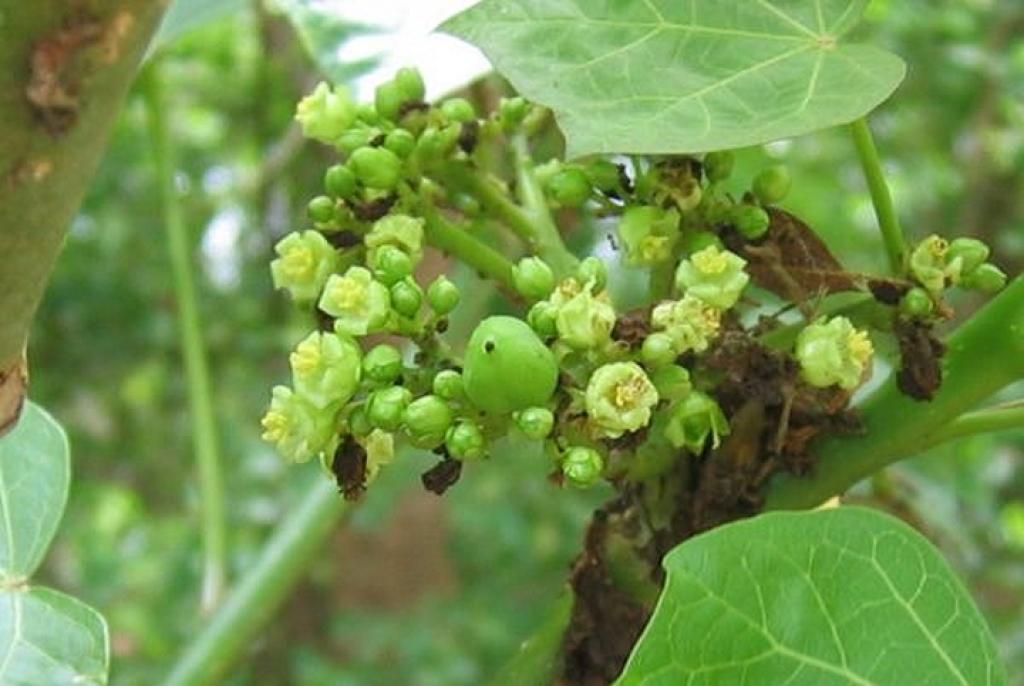 Biodiesel feedstock-Jatropha seed